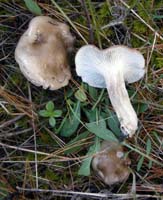 Hygrophorus agathosmus.